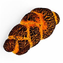 Picture of Sesamweckerl