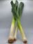 Picture of Bio Lauch PRA per kg 