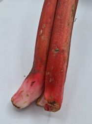 Bild von Bio Rhabarber per kg  