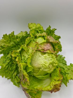 Zeige Details für Bio Krauthäupl per Stk. Bild von Bio Krauthäupl per Stk.