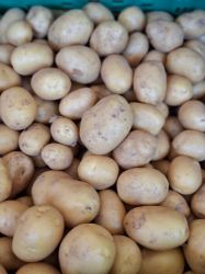 Bild von  Frühkartoffel 1kg  
