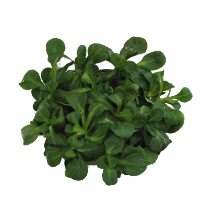 Picture of BIO - Vogerlsalat 150g