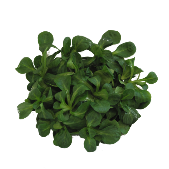 Bild von BIO - Vogerlsalat 150g
