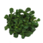 Bild von BIO - Vogerlsalat 150g
